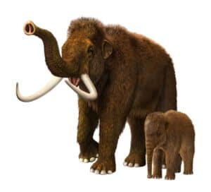 woolly_mammoths